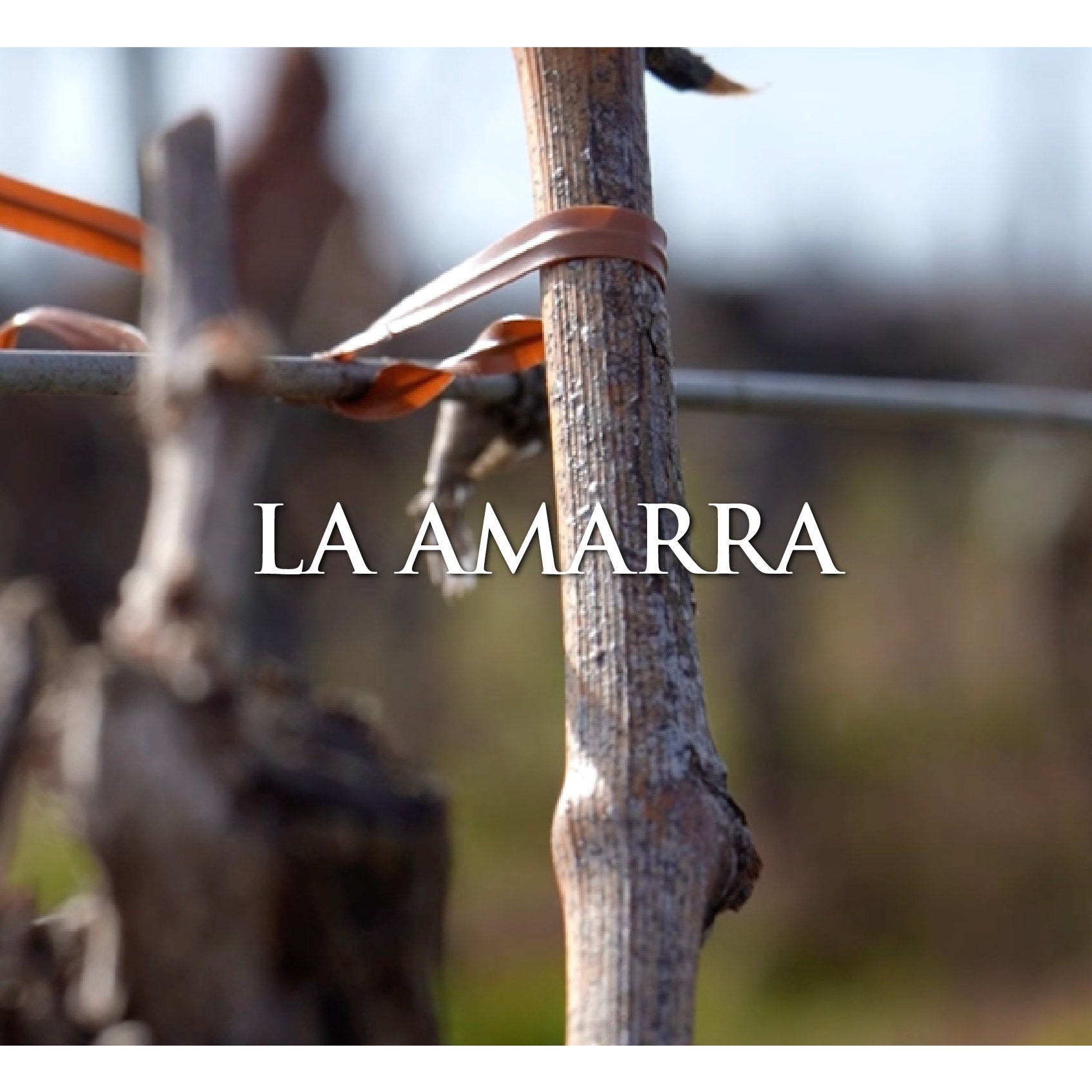 Ciclo del Viñedo: La Amarra