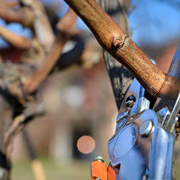 Ciclo del Viñedo: La Poda