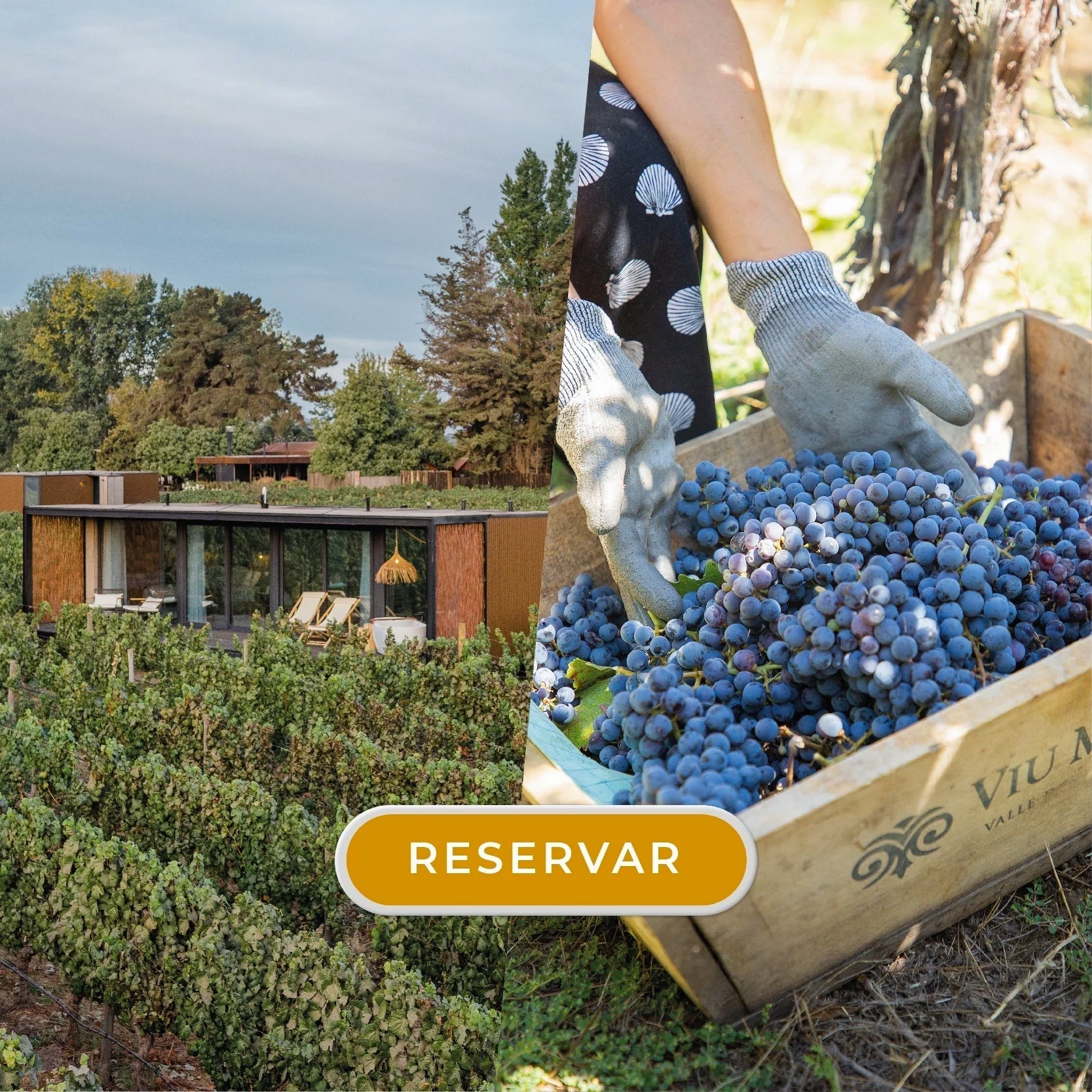 VIVE LA VENDIMIA EN VIBO WINE LODGE