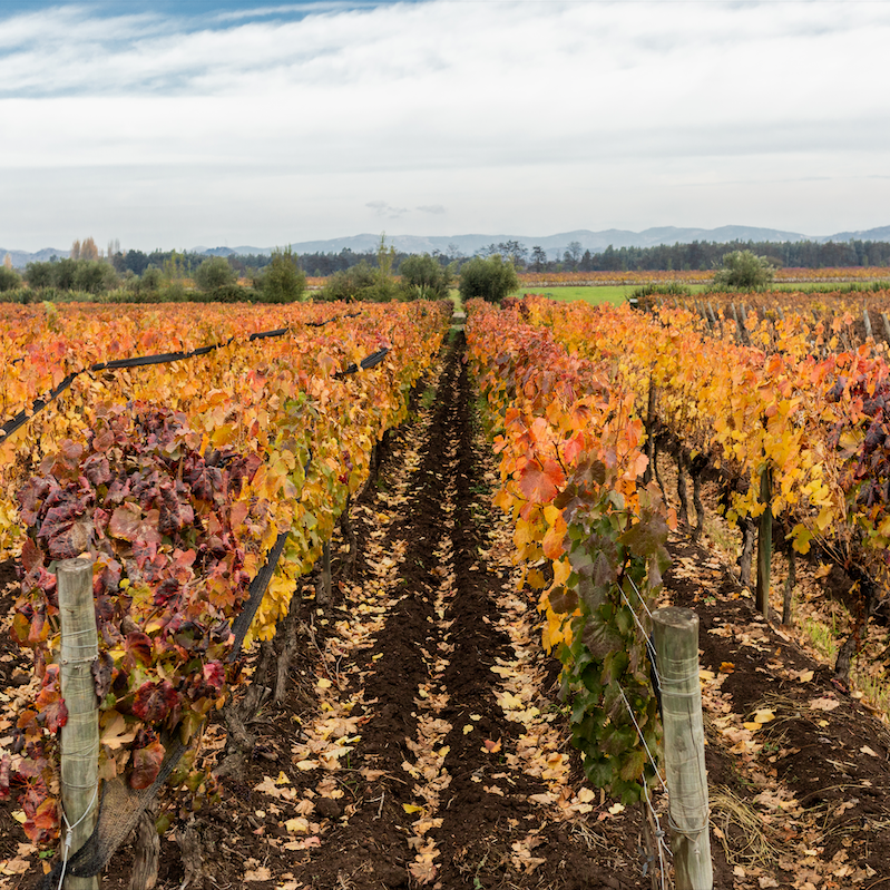 Viñedos de otoño