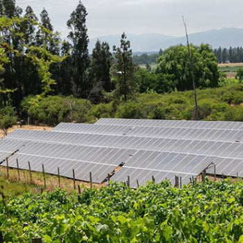 Día Mundial del Medio Ambiente