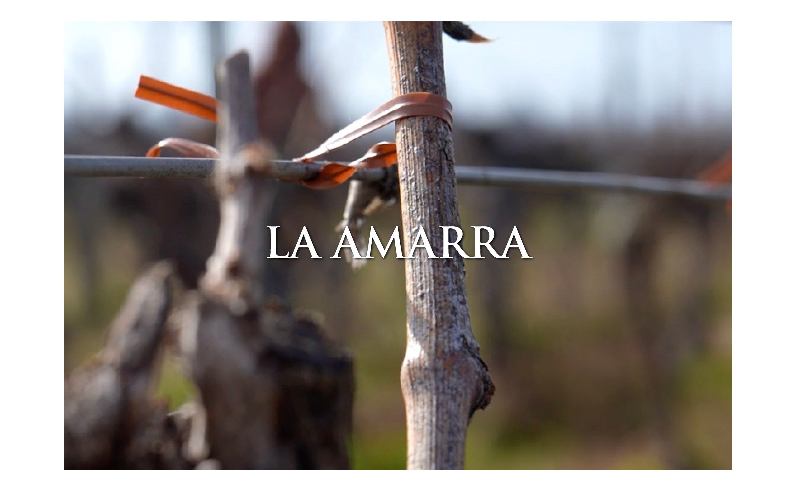 Ciclo del Viñedo: La Amarra
