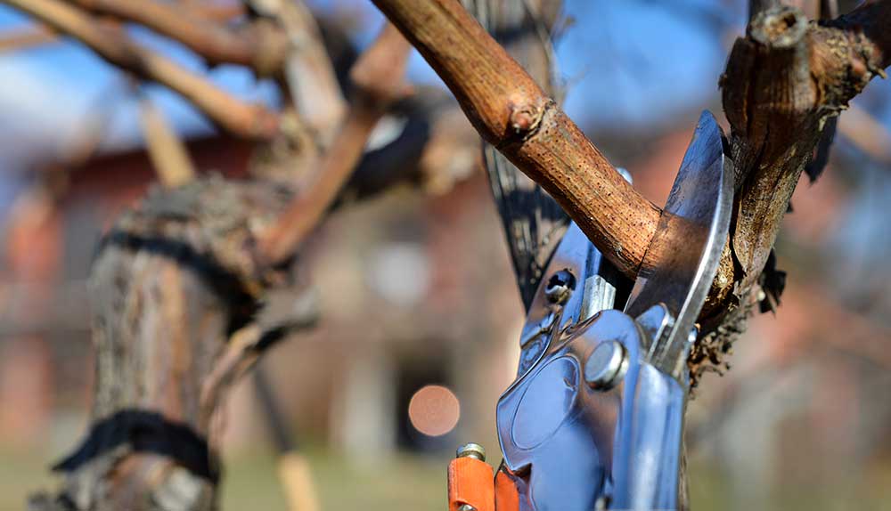 Ciclo del Viñedo: La Poda