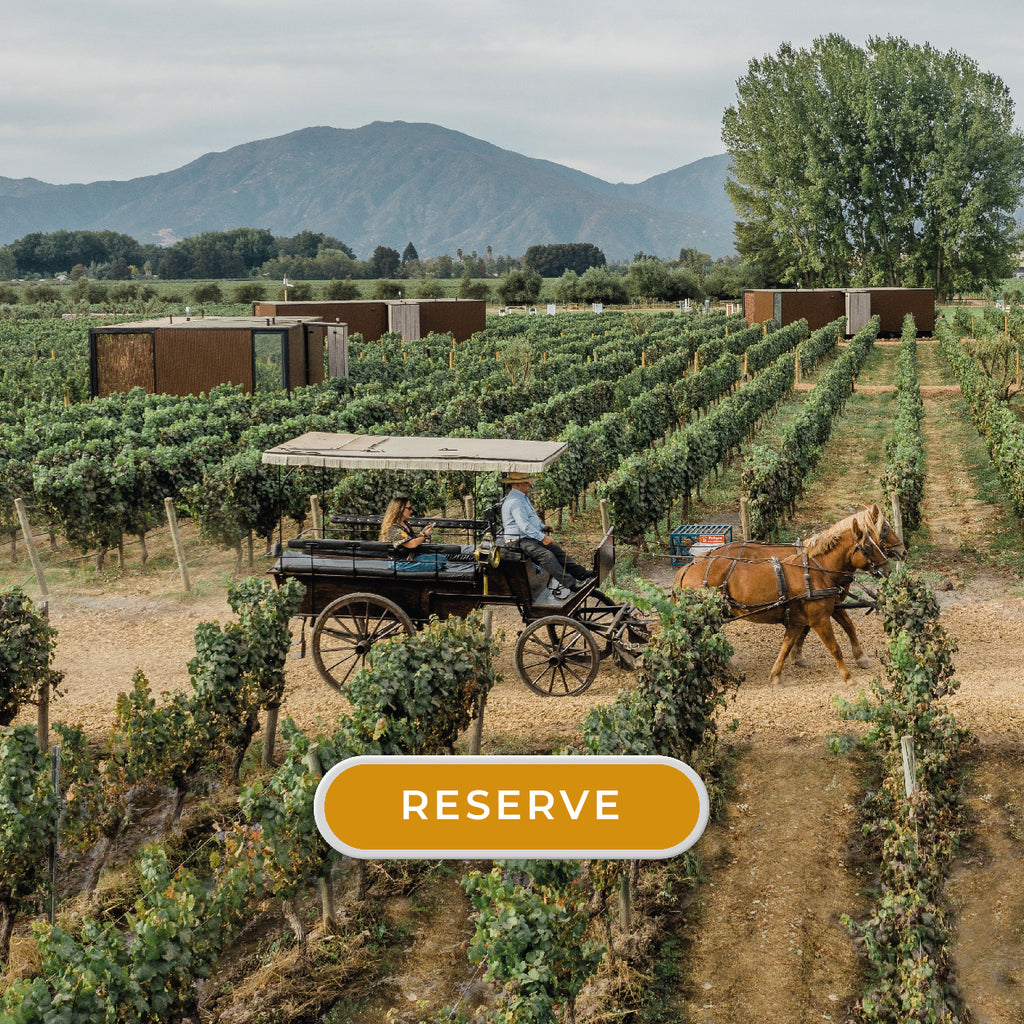 HORSE DRAWN CARRIAGE TOUR TO THE VINEYARDS
