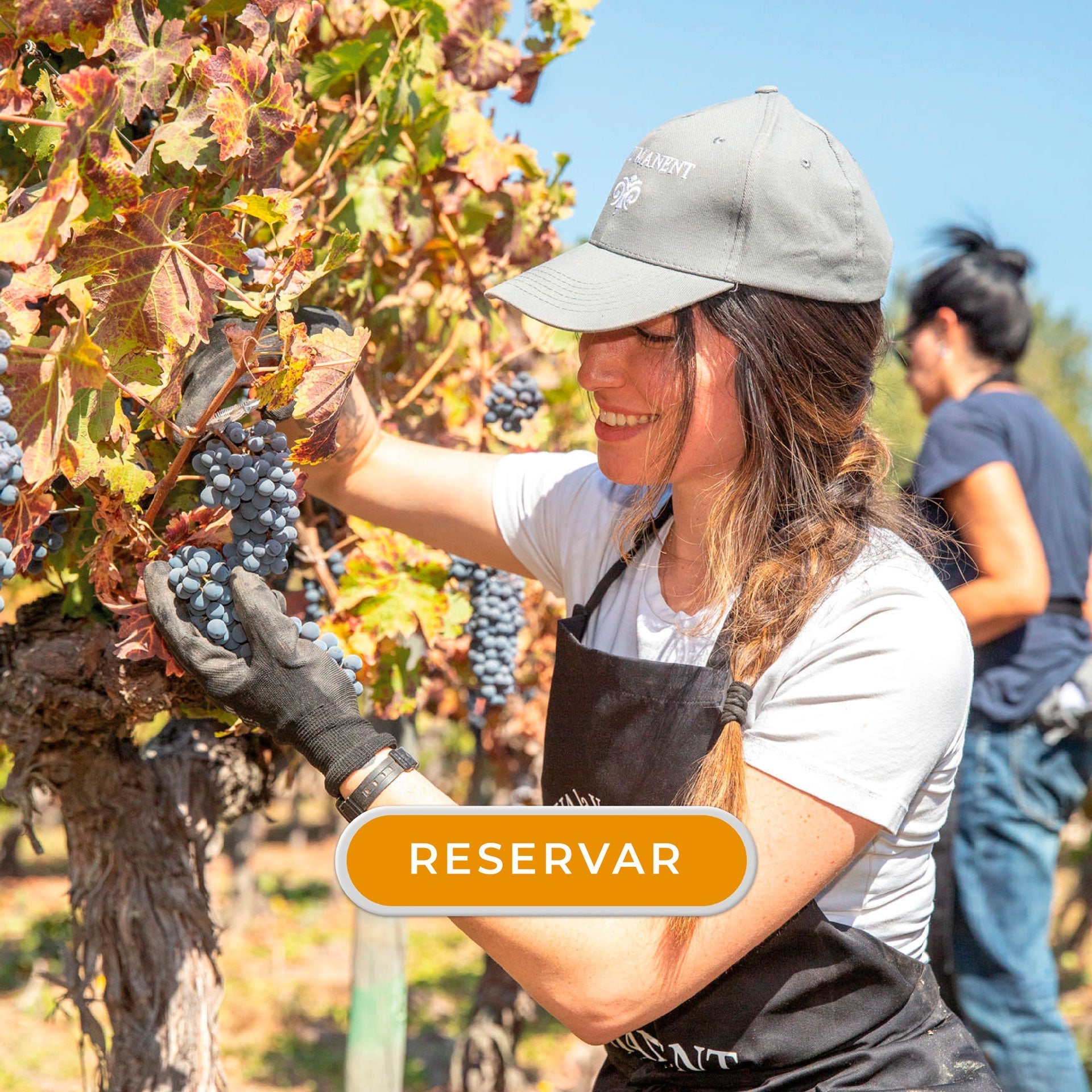 VIVE LA VENDIMIA CON ALMUERZO