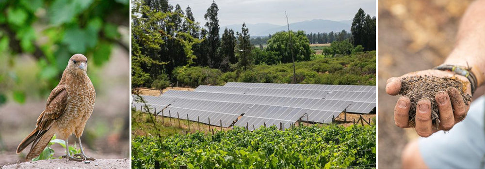 Día Mundial del Medio Ambiente